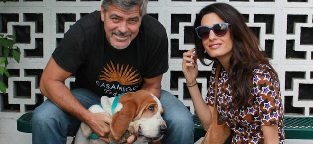 Clooney: Amal no est embarazada Por ahora tenemos un basset hound.