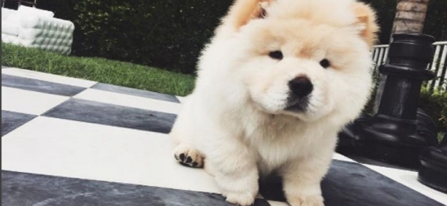 El perro abandonado por Justin Bieber salvado por el hijo de Will Smith