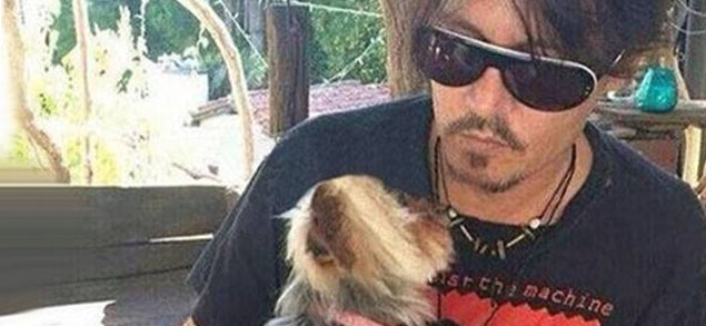 Ultimatum a Johnny Depp, o se lleva a sus perros o sern sacrificados