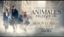 Animales Fantsticos y Dnde Encontrarlos - Triler Final Espaol HD